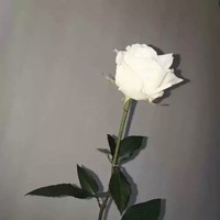 15213730828